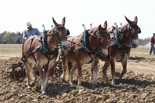 I USA bruger Amish-folket Muldyr i arbejdet på marken,