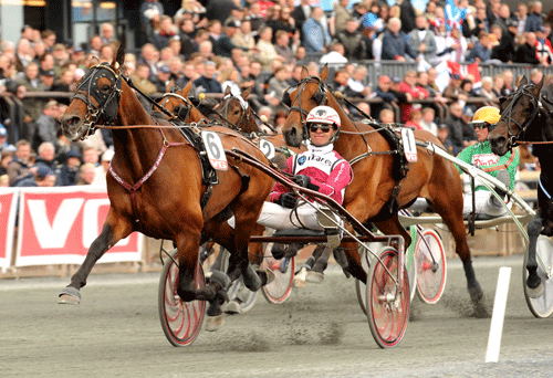 Raja Michi -- fader til Kolgjini-auktionens dyreste hest Rajesh Face.