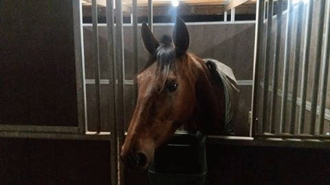 Glinnis Grace i- efter ankomsten til John Køhlers stald. Foto privat