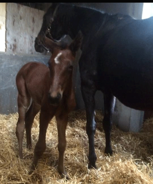 Global Future med sit nyfødte hoppeføl efter Västerbo Prestige