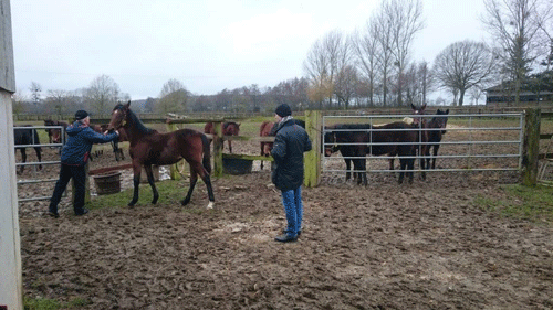 Peter Untersteiner fรฅr fremvist en af fรธllene fra i fjor af Per Erik Eriksson. BA Foto