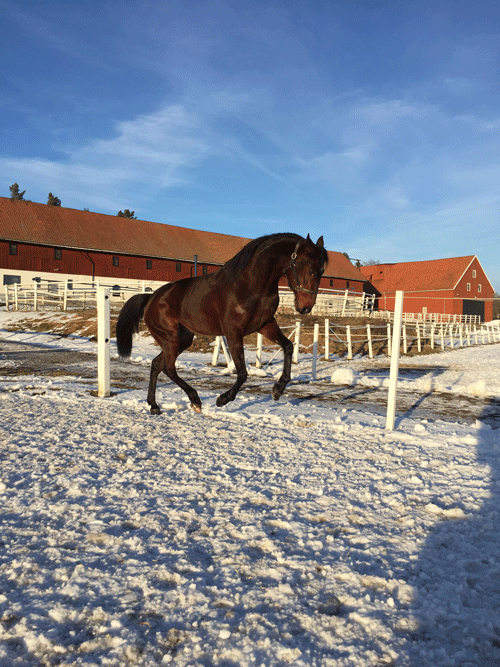 Evita Greenwood er i godt humรธr hos Bjรฆrn Goop. Foto Stall Goop.