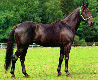 Mack Lobell 1984 . 2016