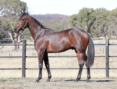 Hingst efter Yield Boko - Joyces Choice