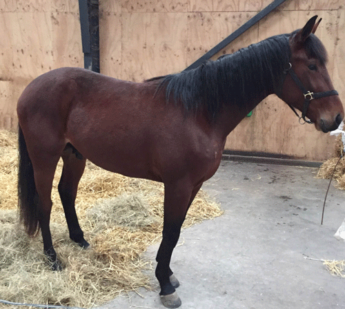 2-årige Chelsea . fotograferet i dag. Foto privat