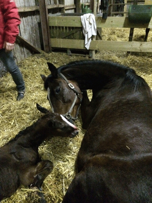 hibngst-2016-lucy-Racer-Bourbon