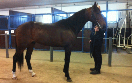 The Bank fik 86 points. Foto Svensk Travsport