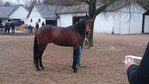 VIking Kronos-sønnen Yield Boko er ny i dansk traveravl og var genstand for stor interesse