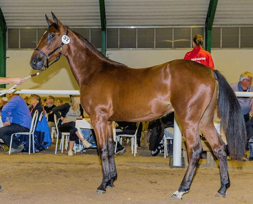 Champion Peak . første afkom efter Peak Performance, Foto Burt Seeger