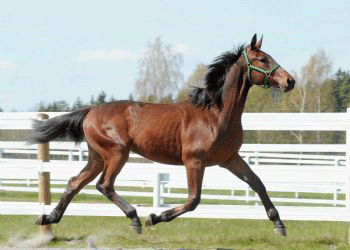 A Wreck, der har samme moder som Panne de Moteur, kostede 440.000 SEK.