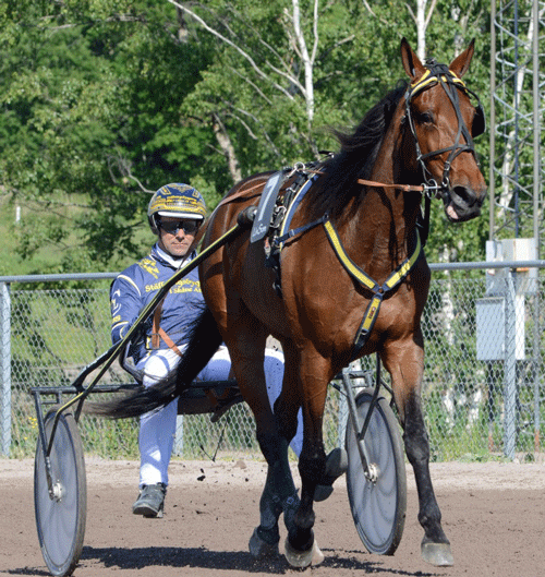 Conrad Lugauer - Foto: Halmstad Travet