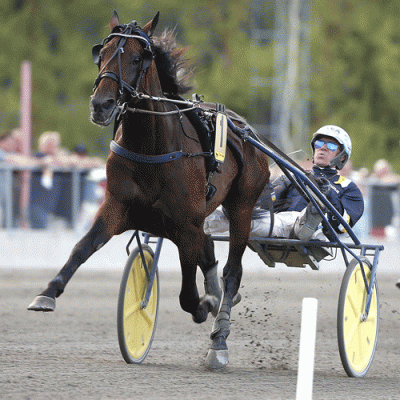 Avlshingsten Volstead har succes her og der