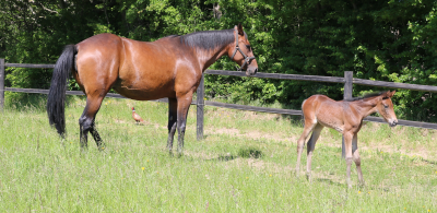 Fynske Stutteri Line under afvikling