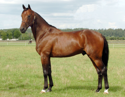 Maharajah – avlschampion i mindst fem lande