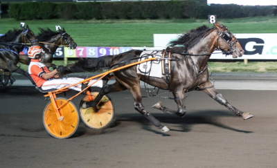 Amerikansk Love You-søn bliver avlshingst på Broline