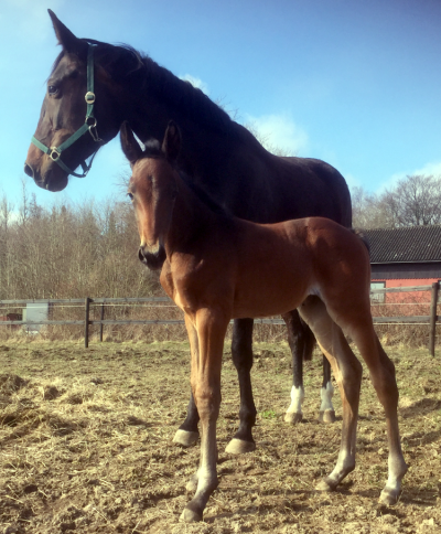 Panamera Racing har solgt 4-års hoppe for 1.3 mio. kroner