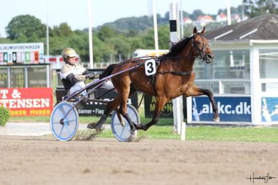 Nye i stalden hos Magnus M. Nielsen