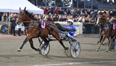 Menhammar-hingste med rabat