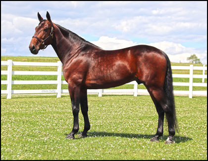 Avlshingst på udsalg