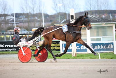 Gammel dansk i Hoppe Derbydeltager Juno