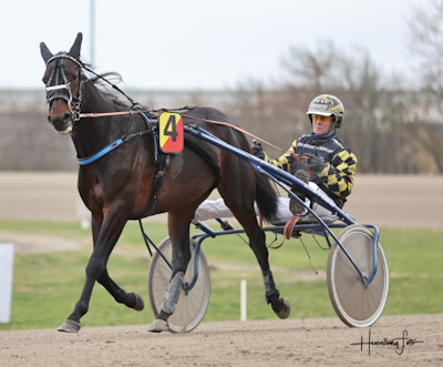 Pure Steel med topchance på Vincennes