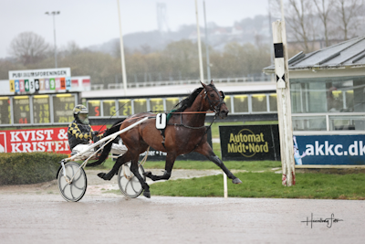 103 startmeldte heste i Odense på fredag