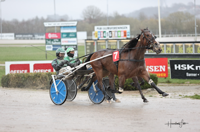 Grumbazz Kini solgt til Norge