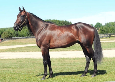 4-års amerikansk hoppe – verdens hurtigste i år