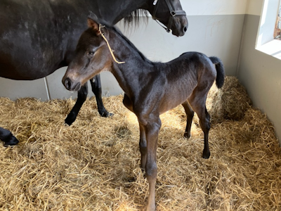 Stald Rita udvider med to 2-åringer