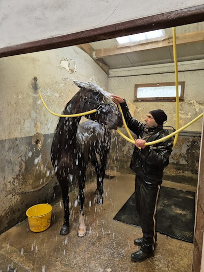 Dowhatyoudodowell i dagens Quintet-løb på Vincennes