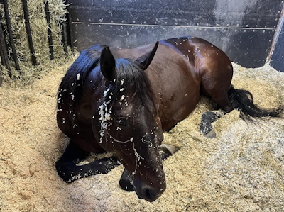 Hustle Rain sæsondebuterer