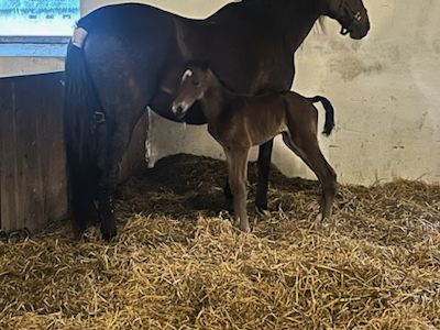 Ready Cash-hingst hos Thomas Lind-Holm