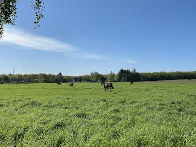 Forår er en dejlig tid på et stutteri