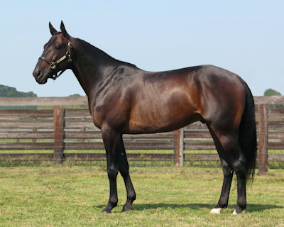 Chapter Seven-festival i Yonkers Trot