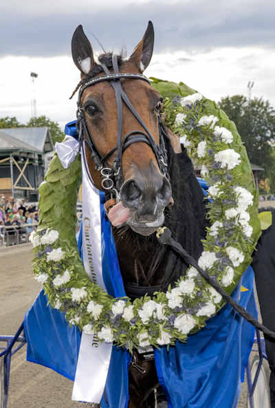 Get a Wish nummer tre på The Meadowlands