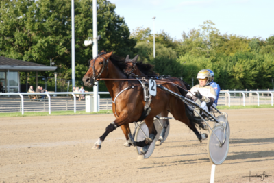 Mangler du en løbshest – her er 13 til salg!