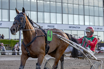 Lunch- Trav Halmstad: Fire dansktrænede heste til start