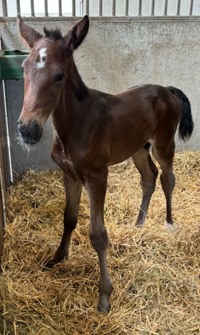 Efter fem hopper, kom der en hingst
