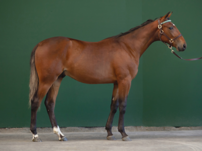 Menhammar: Face Time Bourbon-søn dyrest