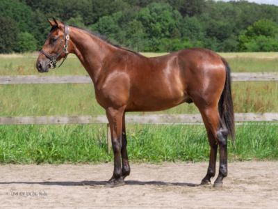 22 avlshingste repræsenteret på Derbyauktionen