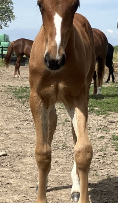 Costa Stable køber lillebroder til Godfather, Queen of America og Preacherman
