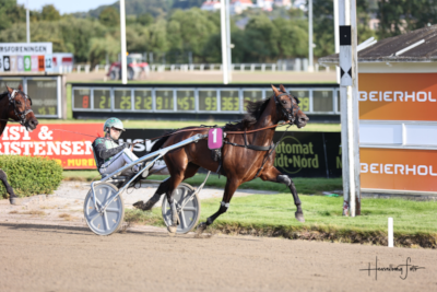 Løbsheste i alle prisklasser