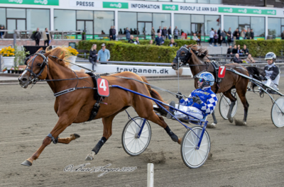 Dansk tophoppe i fol ved Muscle Hill