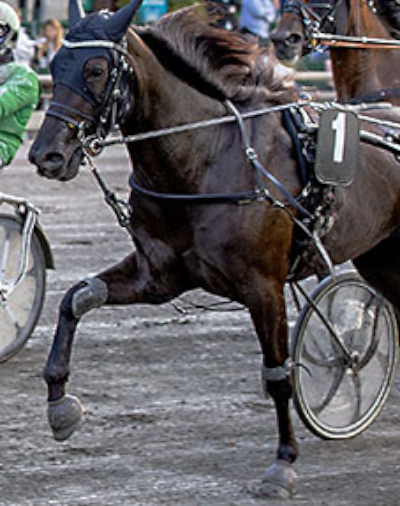 Gammel dansk blod hos Hoppe Derbydeltager India Shadow
