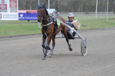 Gammelt dansk blod hos Hoppe Derbydeltager Jazz Laser