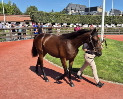 Solgt efter auktionen i Deauville