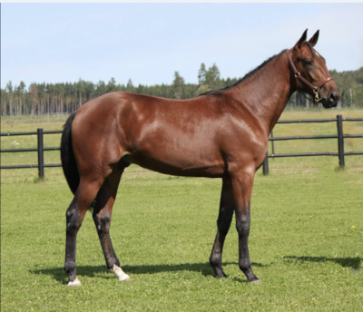 Fremgang på Solvalla Yearling Sale