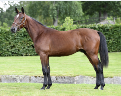 Sådan solgte danskerne på Solvalla Yearling Sale