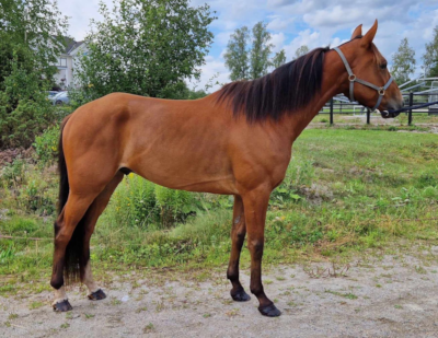 4-årig vallak købt til Danmark på Travera-auktionen