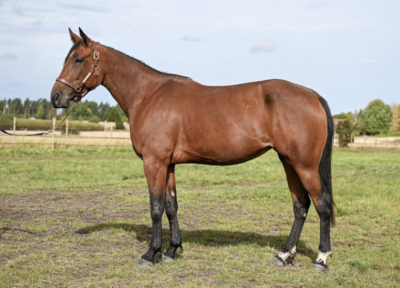 Viola Silas-datter købt til Danmark